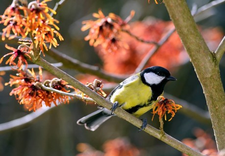 Great Tit (Parus major) perched on flowering witch hazel (Hamamelis x intermedia Jelena)