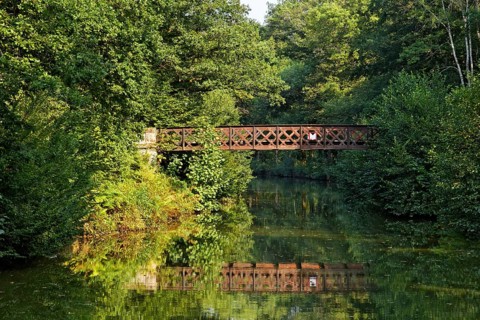 Forest and an old steel bridge