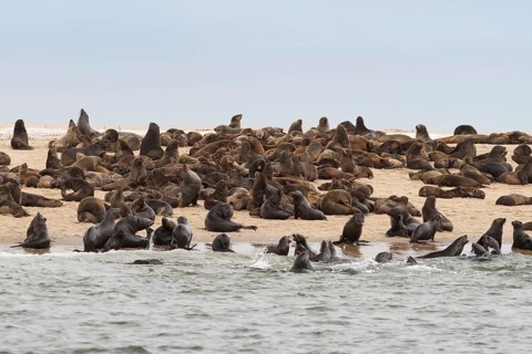 Brown fur seals (Arctocephalus pusillus)