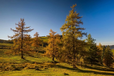 Larch (Larix) in autumn