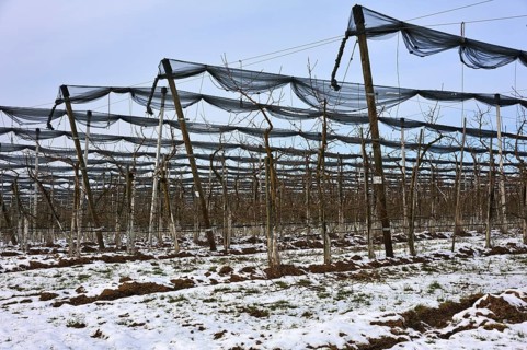Orchard with hail netting in winter