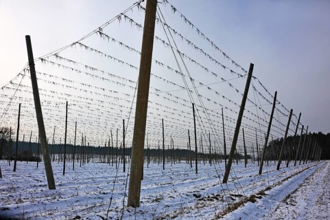 Hop poles in winter