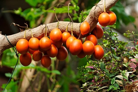 Tamarillos (Solanum betaceum