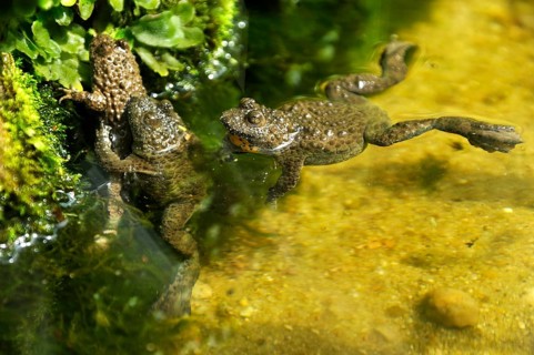 Copulating Yellow-Bellied Toads (Bombina variegata) in a terrarium