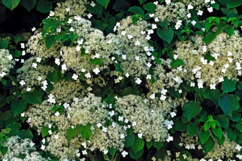 Flowers of Climbing Hydrangea (Hydrangea petiolaris)