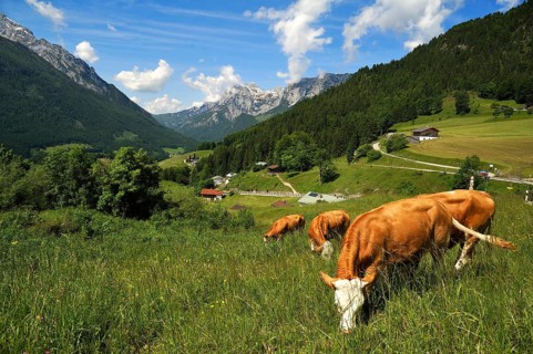 Grazing cows on a meadow in the Berchtesgaden Alps