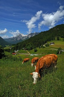 Grazing cows on a meadow in the Berchtesgaden Alps