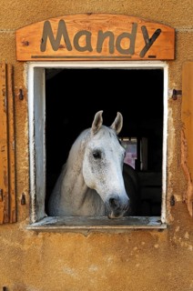 A dapple gray looking out a barn window