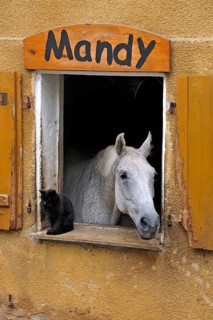 A dapple gray looking out a barn window