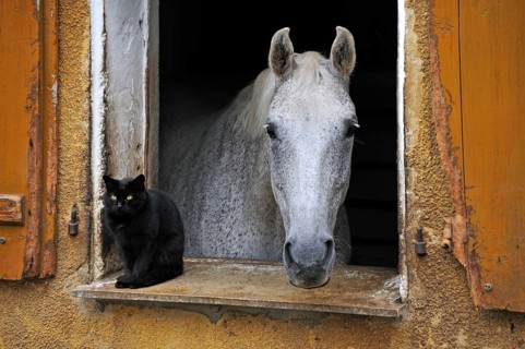 A dapple gray looking out a barn window