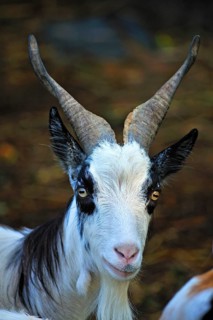 Girgentana-Tajik goat