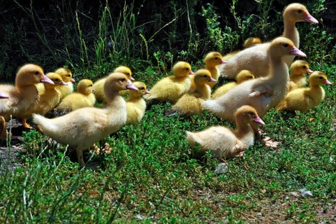 Muscovy ducks (muscovy moschata)