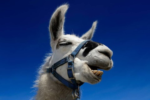 Llama (Lama glama) ruminating