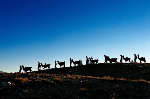 Llama tour on Hochstein Mountain in the Defregger Group