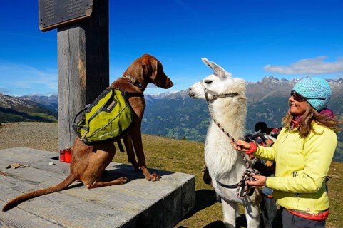 Female hiker with a llama and a dog