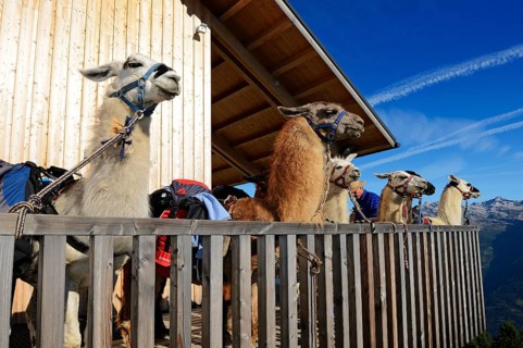 Llamas during a llama tour in front of Hochsteinhuette mountain hut