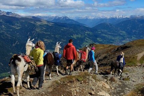 Llama tour at the summit of Boeses Weibele Mountain in the Defregger Group