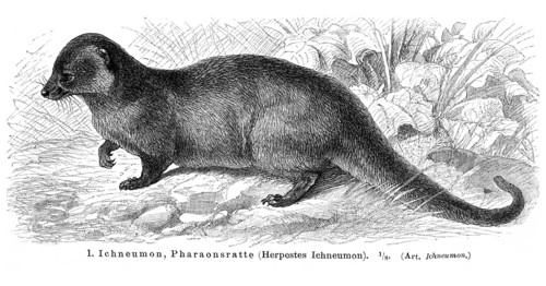 Ichneumon or Egyptian Mongoose (Herpestes ichneumon)