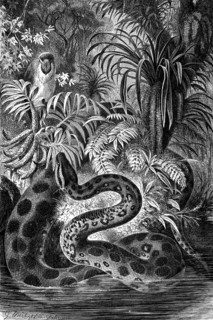 Anaconda (Eunectes murinus)