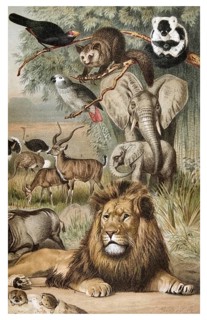 Panel on Ethiopian fauna