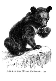 Asian Black Bear