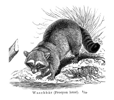 Raccoon (Procyon lotor)