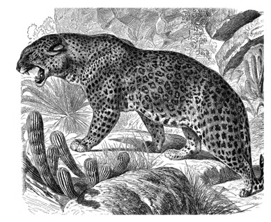 Leopard (Panthera pardus)