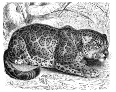Jaguar (Panthera onca)