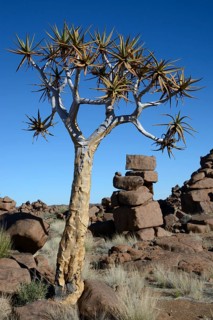 Quiver Tree or Kokerboom (Aloe dichotoma) and rock formations at the 'Giants' Playground'