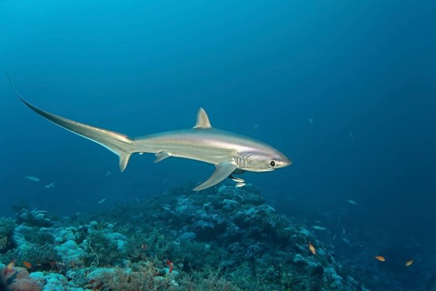 Common Thresher Shark (Alopias vulpinus) swimming above a coral reef