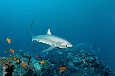 Common Thresher Shark (Alopias vulpinus) swimming above a coral reef