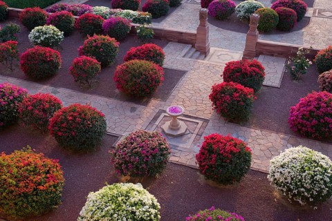 Gardens with colourful bougainvillea bushes