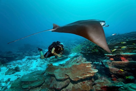 Scuba diver with a closed circuit rebreather Buddy Inspiration observing a Reef Manta Ray (Manta alfredi)