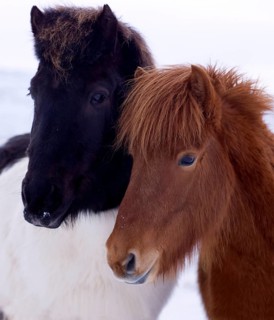 Icelandic Horses in the snow