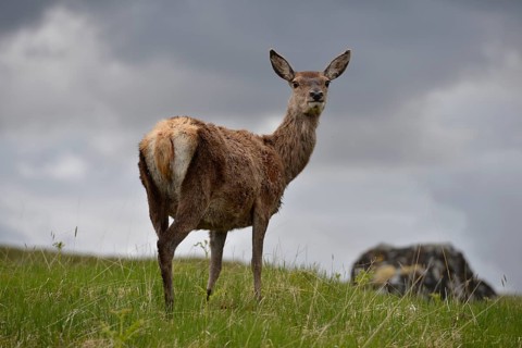 Roe Deer (Capreolus capreolus) in the Scottish mountains
