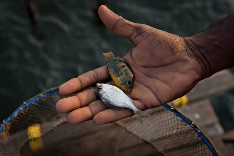 Hand of a fisherman with two small fish on his palm