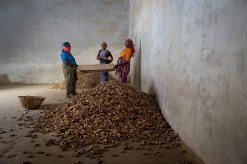 Women working in a spice store with ginger