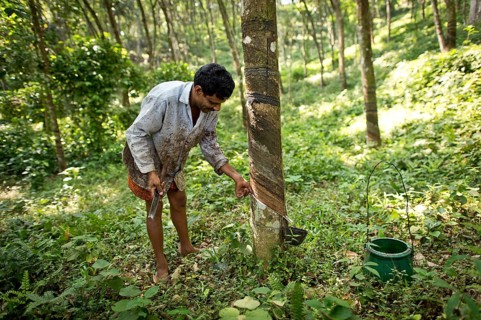 Man making an incision on a Rubber Tree (Hevea brasiliensis)