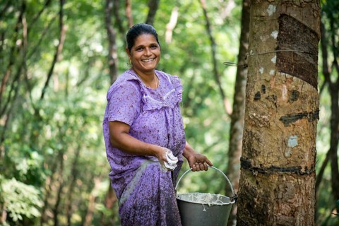 Woman standing at a Rubber Tree (Hevea brasiliensis) on a natural rubber plantation