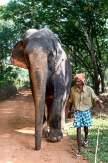Asian Elephant (Elephas maximus) working elephant and a mahout