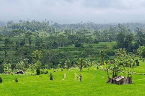 Rice terrace landscape with coconut palms