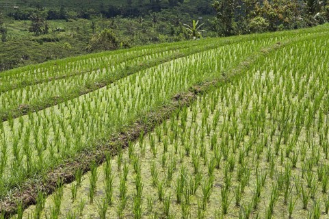 Young rice plants in the paddy field