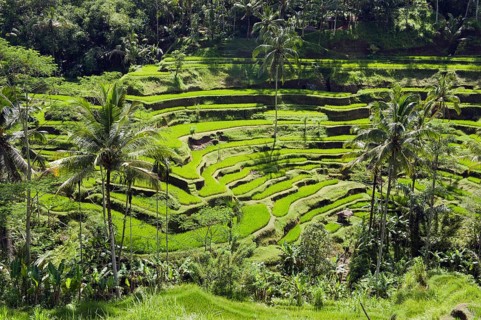 Rice terraces and coconut trees
