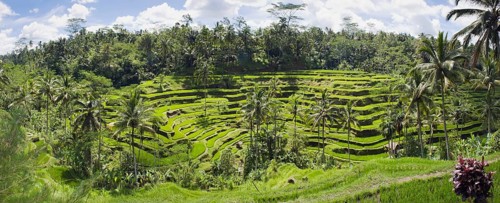 Rice terraces and coconut trees