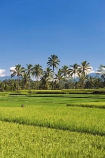 Rice paddies with coconut trees