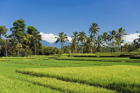 Rice paddies with coconut trees