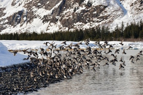 Rock sandpipers (Calidris ptilocnemis)