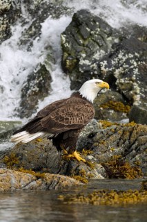 Bald Eagle (Haliaeetus leucocephalus)