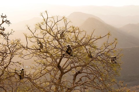 Common Langur or Hanuman Monkey (Semnopithecus Entellus) at Sajjan Garh or Monsoon Palace