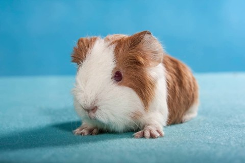 Swiss Teddy Guinea Pig or CH-Teddy